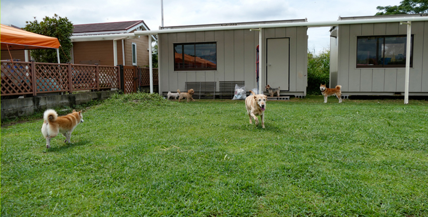 動物愛護団体ドッグレスキュー熊本